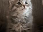 Alpha's kittens - Siberian Kitten For Adoption - Catawba, SC, US