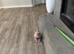 sphynx - Sphynx Kitten For Sale - Tampa, FL, US