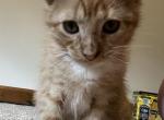 Big Guy - Domestic Kitten For Adoption - Evansville, IN, US