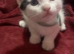 Sweet babies available - Turkish Angora Kitten For Sale