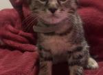 Sweet kitties - Turkish Angora Kitten For Sale