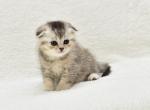 Mars - Scottish Fold Kitten For Sale - Tampa, FL, US