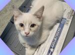 Ragamese Kitten  Hera aka Dotty - Ragdoll Kitten For Sale - Las Vegas, NV, US
