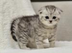 Pluto - Scottish Fold Kitten For Sale - Tampa, FL, US