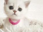 British shorthair silver chinchilla kitten Girl - British Shorthair Kitten For Sale - Seattle, WA, US