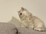 Adorable kitten - Persian Kitten For Sale - Jersey City, NJ, US