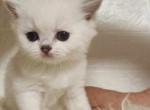 British shorthair adorable kitten - British Shorthair Kitten For Sale - Seattle, WA, US