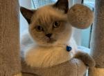 Cookie - Scottish Straight Kitten For Sale - Portland, OR, US