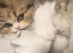 Duo forever   Mr Gray and Kalamata - Persian Kitten For Sale - Rehoboth Beach, DE, US