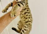 Savannah lynx jungle cat - Savannah Kitten For Sale - San Diego, CA, US