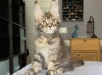 Serena - Maine Coon Kitten For Sale - 