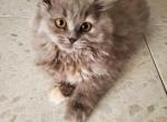 Misty doll face persian - Persian Kitten For Sale - Queens, NY, US