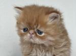 Jack - Persian Kitten For Sale - Vancouver, WA, US