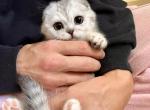 Fiona - Scottish Fold Kitten For Sale - San Francisco, CA, US