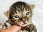 Gru Brown Charcoal Spotted Bengal Kitten - Bengal Kitten For Sale - Sunbury, OH, US