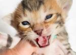 Silas Brown Spotted Bengal Kitten - Bengal Kitten For Sale - Sunbury, OH, US