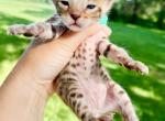Agnes Brown Spotted Bengal Kitten - Bengal Kitten For Sale - Sunbury, OH, US