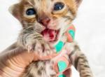 King Bob Brown Spotted Bengal Kitten - Bengal Kitten For Sale - Sunbury, OH, US