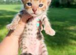 Stuart Brown Spotted Bengal Kitten - Bengal Kitten For Sale - Sunbury, OH, US
