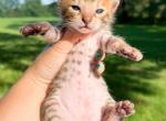 Kevin Brown Spotted Bengal Kitten - Bengal Kitten For Sale - Sunbury, OH, US