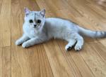 Luna - British Shorthair Kitten For Sale - Suffield, CT, US