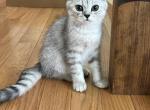 Tiger - British Shorthair Kitten For Sale - Suffield, CT, US