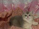 GiGi the Scottish Straight - Scottish Straight Kitten For Sale - Houston, TX, US