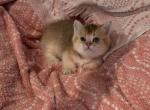 Bebe the Munchkin Scottish Straight - Munchkin Kitten For Sale - Houston, TX, US