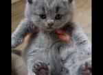 PURE BREED BRITISH LONGHAIR KITTEN GIRLS SALE - British Shorthair Kitten For Sale - Darien, CT, US