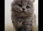 PURE BREED BRITISH LONGHAIR KITTENS SALE GIRL - British Shorthair Kitten For Sale - CT, US