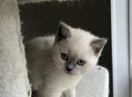 Azula - British Shorthair Kitten For Sale - Lima, OH, US
