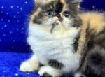 CFA REG CALICO SMOKE BABY GIRL - Persian Kitten For Sale - Tarentum, PA, US