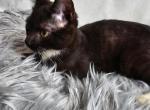Polly litter - Munchkin Kitten For Sale - Sullivan, MO, US