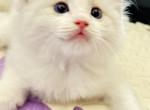 BENTLEY - Ragdoll Kitten For Sale - Brooklyn, NY, US
