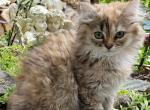 Gina - Ragdoll Kitten For Sale - Howell, MI, US
