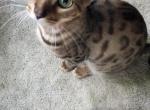 Kristens - Bengal Cat For Sale - Austin, MN, US