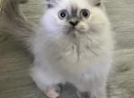 Sammie litter - Himalayan Kitten For Sale - Picayune, MS, US