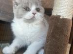 Ocean - British Shorthair Kitten For Sale - Hershey, PA, US