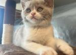 Mochi - British Shorthair Kitten For Sale - Hershey, PA, US