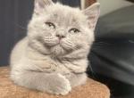 Dango - British Shorthair Kitten For Sale - Hershey, PA, US