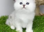 Rani Queen of Diamond Island - British Shorthair Kitten For Sale - Odesa, Odessa Oblast, UA