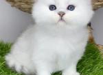 Rosalie Queen of Diamond Island - British Shorthair Kitten For Sale - Odesa, Odessa Oblast, UA