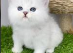 Richard King of Diamond Island - British Shorthair Kitten For Sale - Odesa, Odessa Oblast, UA