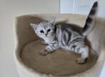 Lione - Scottish Straight Kitten For Sale - Philadelphia, PA, US