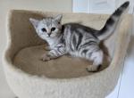 Lione - Scottish Straight Kitten For Sale - Philadelphia, PA, US