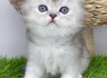 Simba King of Diamond Island - Scottish Fold Kitten For Sale - Odesa, Odessa Oblast, UA