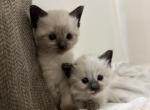 beautiful kittens - Siamese Kitten For Sale - Lincoln, MA, US