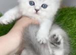 Sofia Queen of Diamond Island - Scottish Straight Kitten For Sale - Odesa, Odessa Oblast, UA