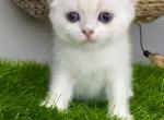 Simon King of Diamond Island - Scottish Fold Kitten For Sale - Odesa, Odessa Oblast, UA