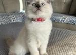 Blue point girl - Ragdoll Kitten For Sale - Front Royal, VA, US